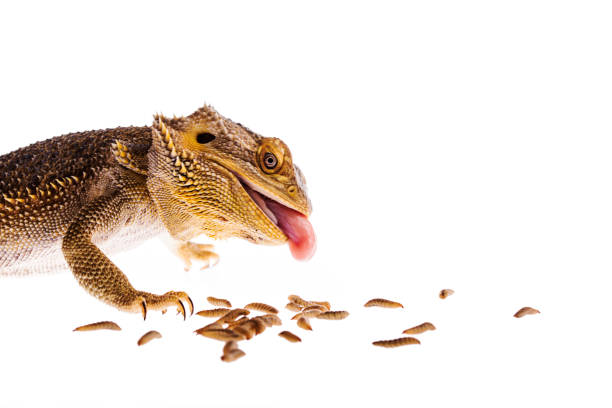istock Bearded dragon eating black soldier fly larva white background 936650766