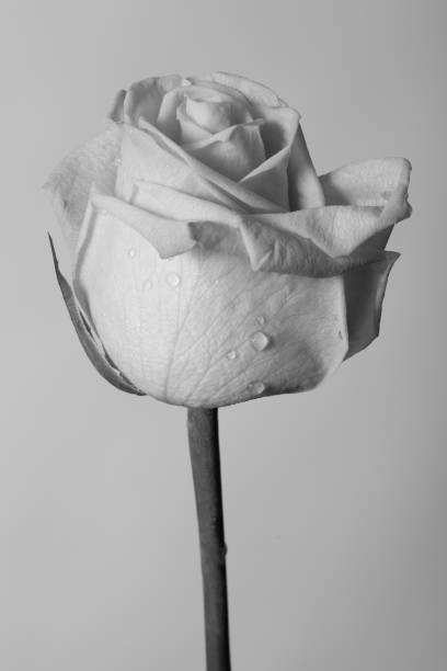 istock Beautiful creative shot of a rose in black and white 936653790