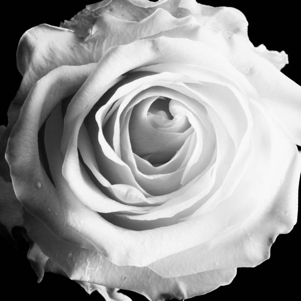 istock Beautiful creative shot of a rose in black and white 936653980