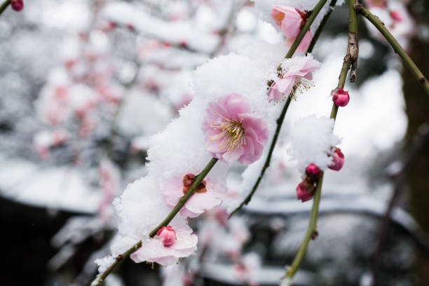 istock Japanese plum blossoms in the snow 936658800