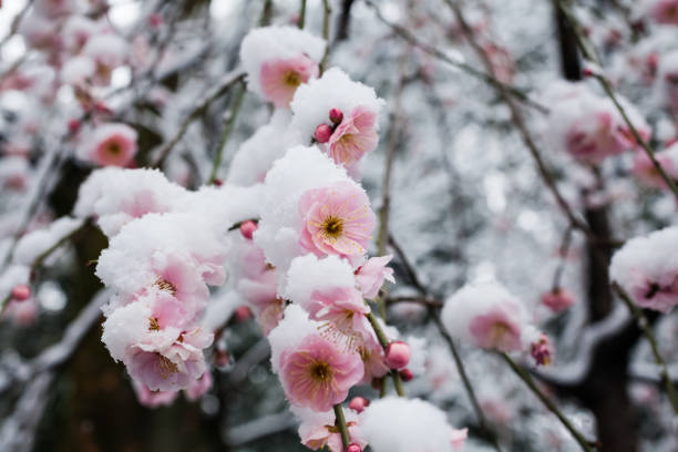 istock Japanese plum blossoms in the snow 936658848