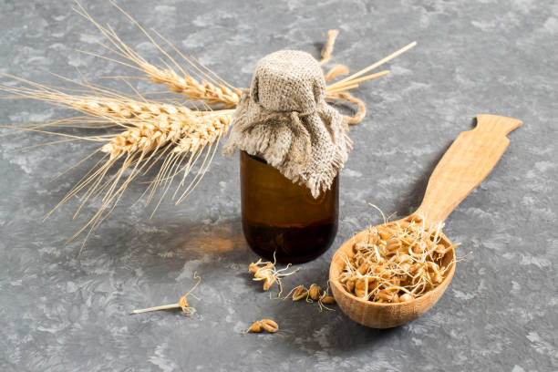 Fresh germinated wheat seeds and wheat germ oil Fresh sprouted wheat seeds in spoon, ears and bottle of wheat germ oil for cosmetic purposes. Source of vitamins and micronutrients, has anti-aging, antibacterial and antioxidant properties mini wheat cereal stock pictures, royalty-free photos & images