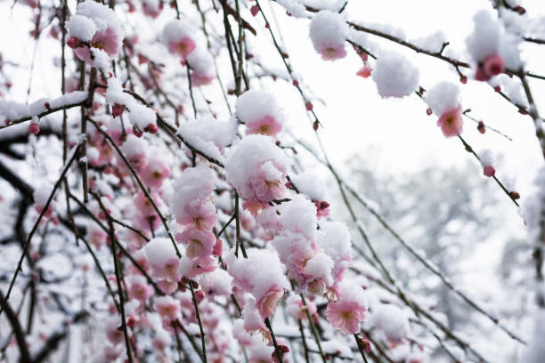 istock Japanese plum blossoms in the snow 936660012