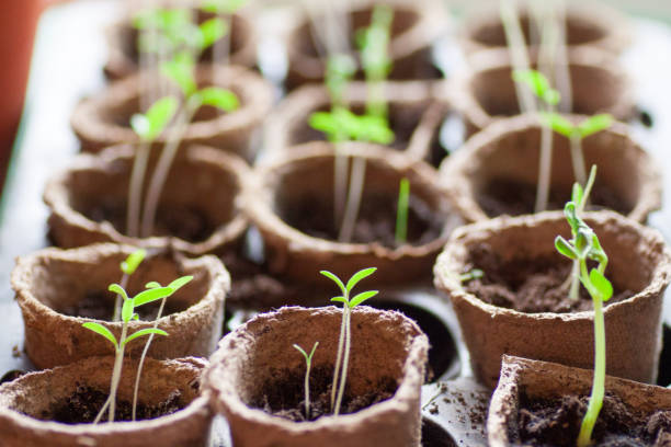 istock Young tomato plants in pots 936660054