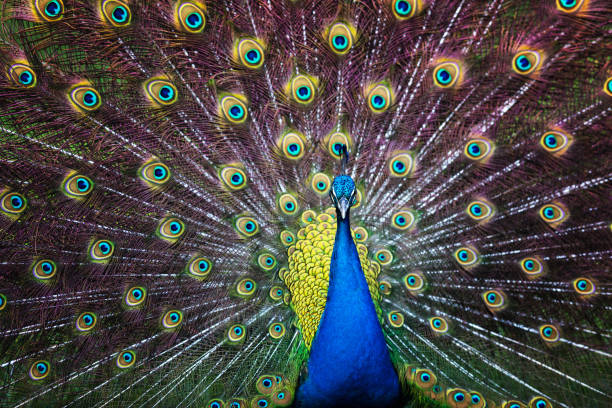istock Male Peacock Splendor 936662180
