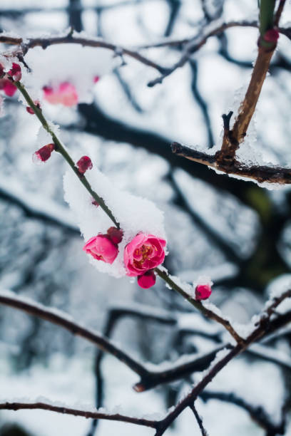 istock Japanese plum blossoms in the snow 936662786