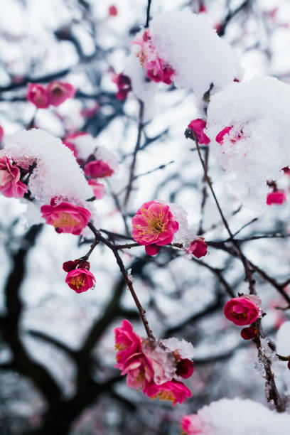 istock Japanese plum blossoms in the snow 936662796