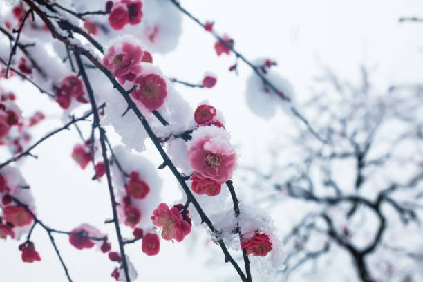 istock Japanese plum blossoms in the snow 936663458