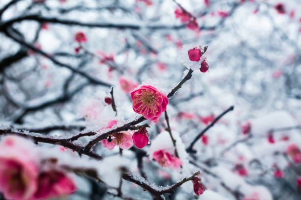 istock Japanese plum blossoms in the snow 936663544