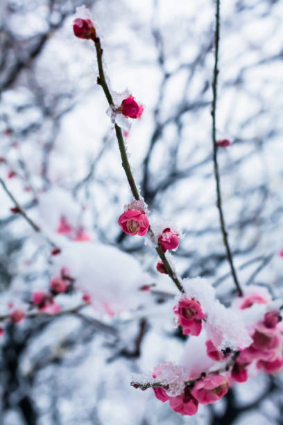 istock Japanese plum blossoms in the snow 936664930