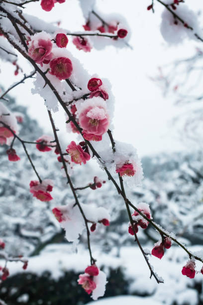 istock Japanese plum blossoms in the snow 936664934