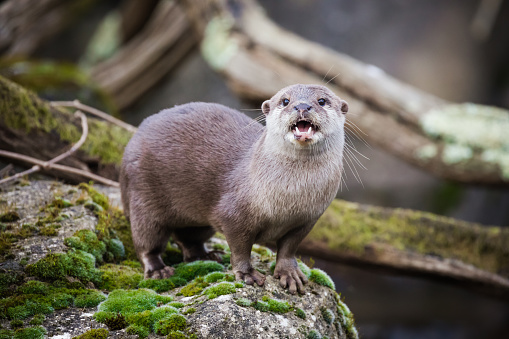 Oriental small-clawed otter standing on the riverbank. This is the smallest otter species in the world and is indigenous to the welands of South and Southeast Asia.