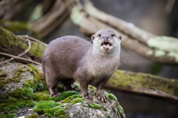 Photo of Oriental small-clawed otter.