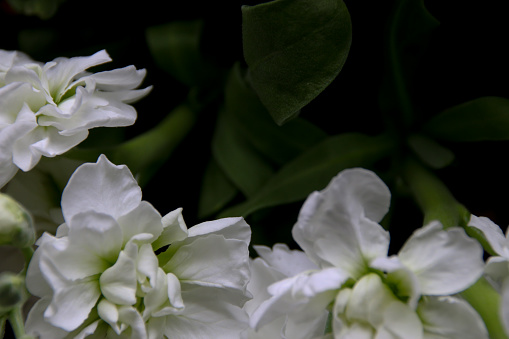 White, wedding, flowers, bouquet, fragrant.