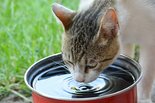 Domestic cat drinking water from red pot on green grass in a hot sunny day