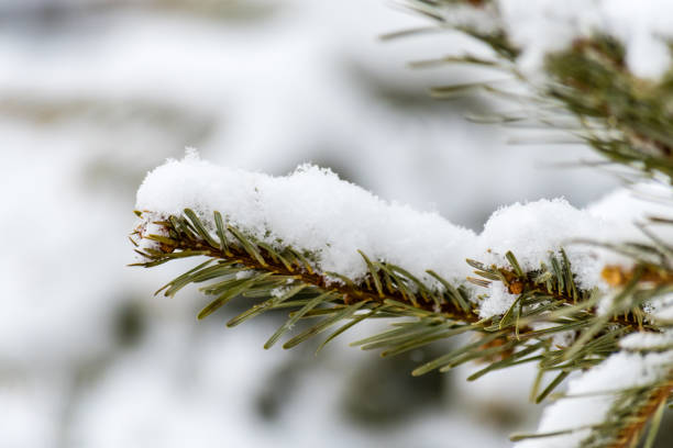 istock Branch of coniferous tree covered with snow 936671894