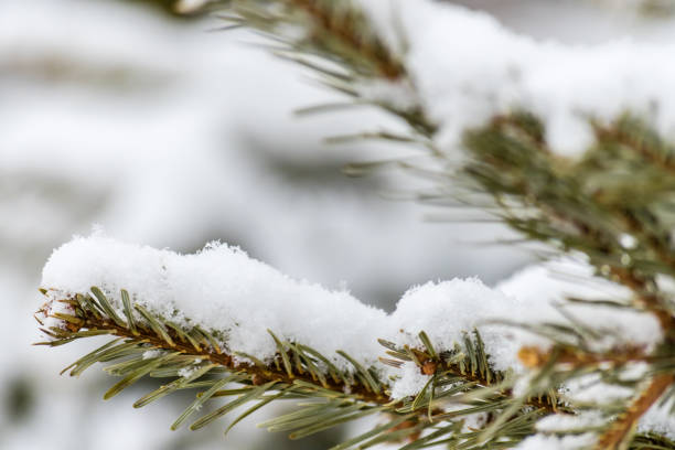 istock Branch of coniferous tree covered with snow 936671956