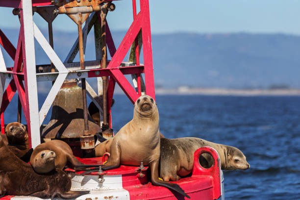 istock Close up Sea Lions on Buoy 936674812