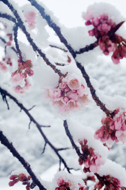 istock KANZAKURA - Japanese cherry blossoms in the snow 936675268