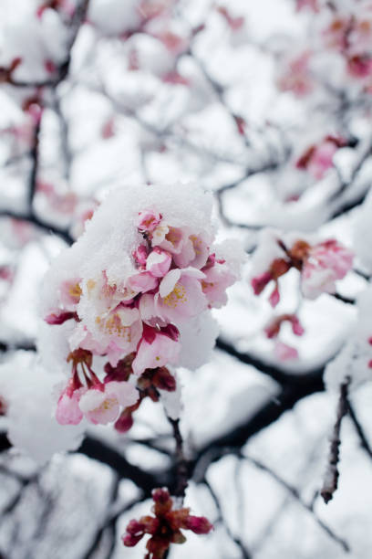 istock KANZAKURA - Japanese cherry blossoms in the snow 936675272