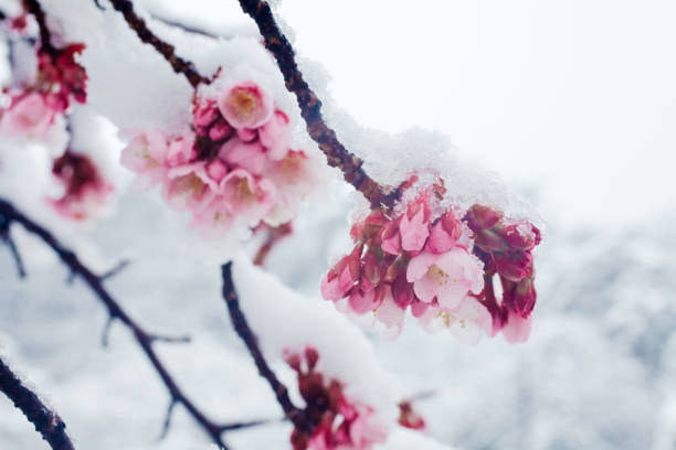istock KANZAKURA - Japanese cherry blossoms in the snow 936675302