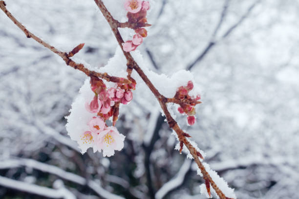 istock KANZAKURA - Japanese cherry blossoms in the snow 936675394