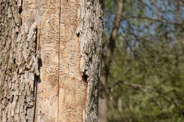 Close up of tree trunk killed by emerald ash borer showing missing bark and tracks of the larvae worm in the wood, invasive species, Pennsylvania dendrology study.