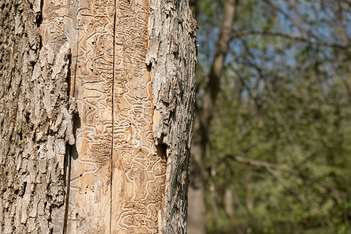 Close up of tree trunk killed by emerald ash borer showing missing bark and tracks of the larvae worm in the wood, invasive species, Pennsylvania dendrology study.