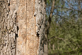 Dead Tree Trunk Showing Tracks of Emerald Ash Borer Larvae