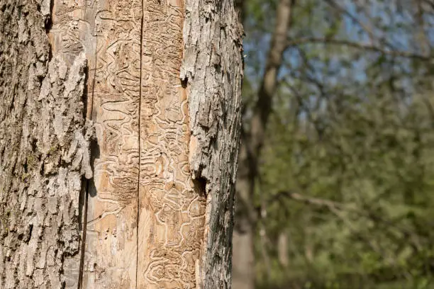 Photo of Dead Tree Trunk Showing Tracks of Emerald Ash Borer Larvae