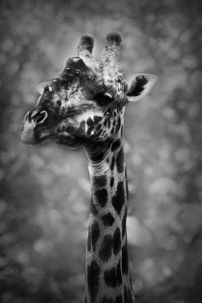 istock Portrait of a giraffe in black and white 936682342