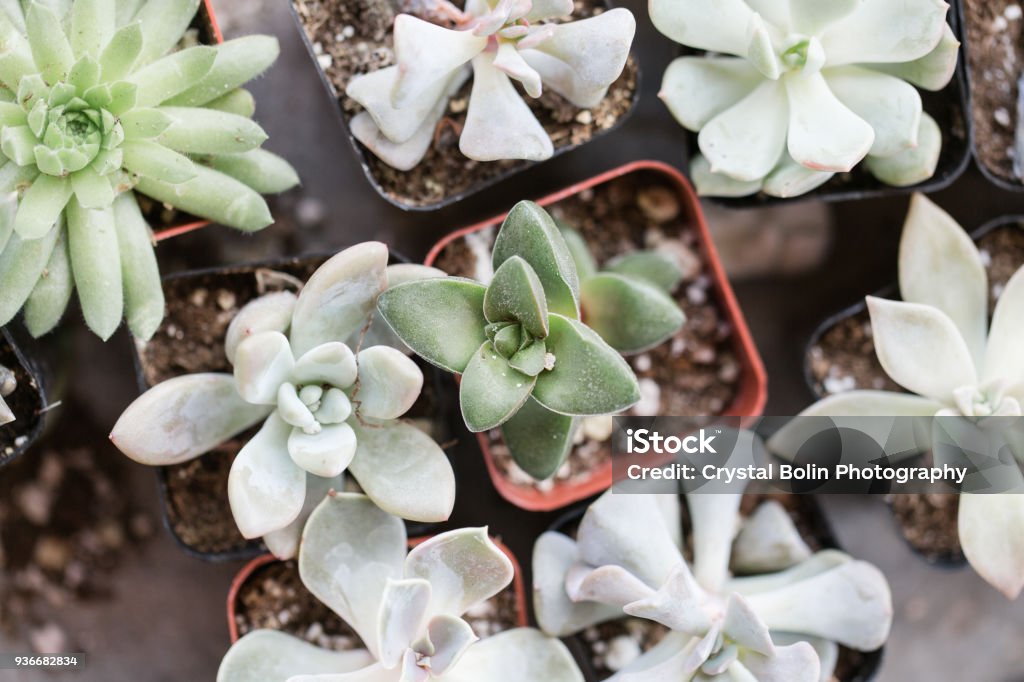 Succulents in Waco, Texas Soft green and grey succulents in Waco, Texas. Agricultural Field Stock Photo