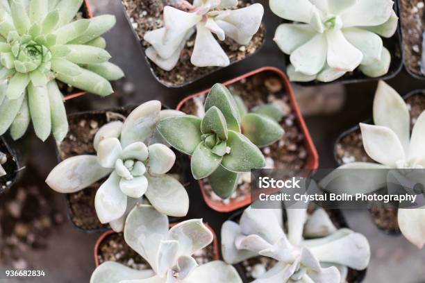 Succulents In Waco Texas Stock Photo - Download Image Now - Agricultural Field, Basket, Bright