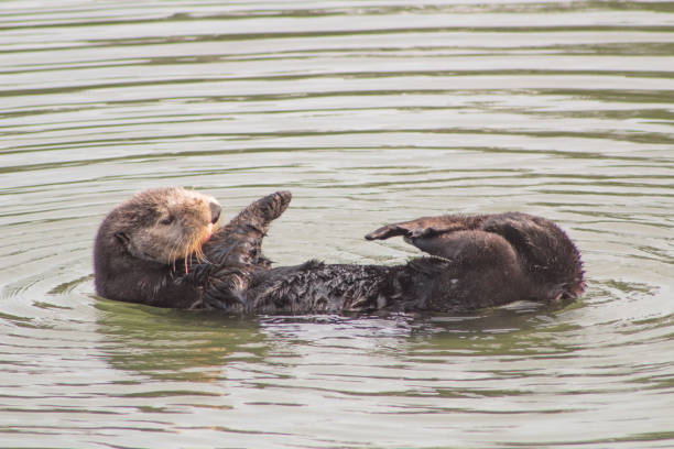 istock California Sea Otter 936684954