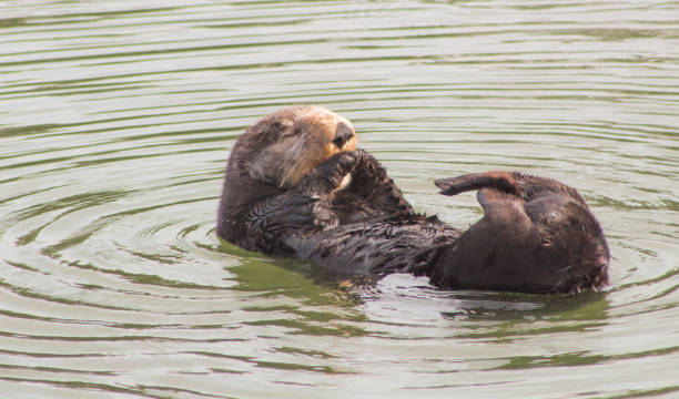 istock California Sea Otter 936684964