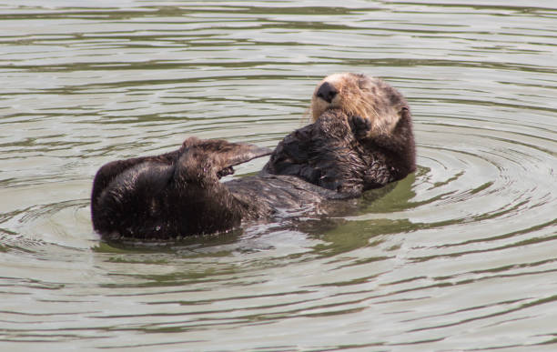 istock California Sea Otter 936684966