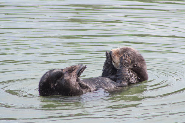 istock California Sea Otter 936684972