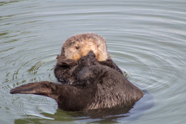 istock California Sea Otter 936685006