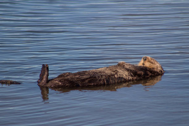 California Sea Otter
