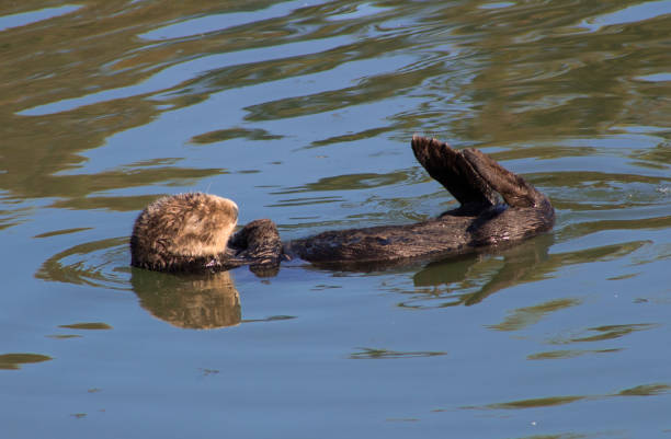 istock California Sea Otter 936685084