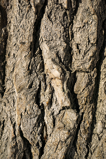 Humpy Bark Background Texture Old Bumpy Bark Stock Photo - Download Image Now ...