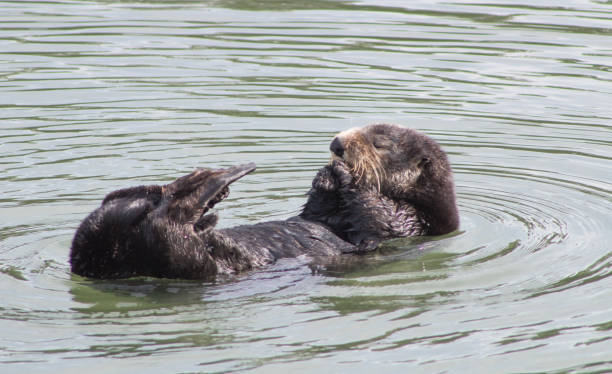 istock California Sea Otter 936685320
