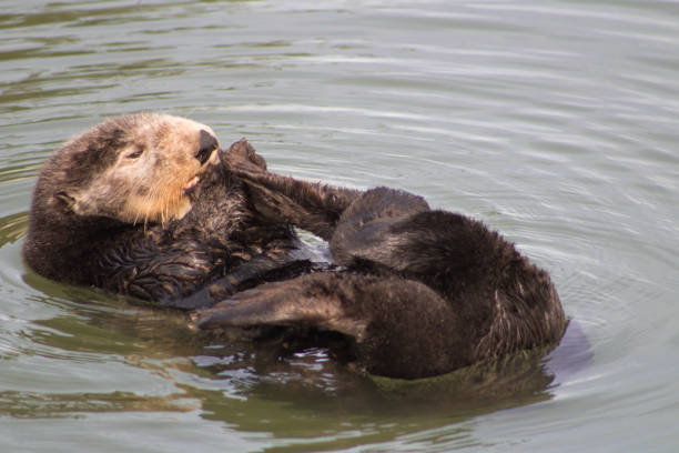 istock California Sea Otter 936685332