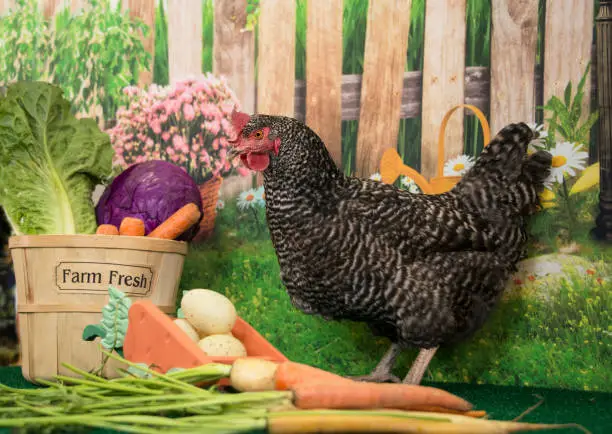 Photo of Plymouth Rock barred hen chicken with basket of farm fresh vegetables and spring flowers at Easter