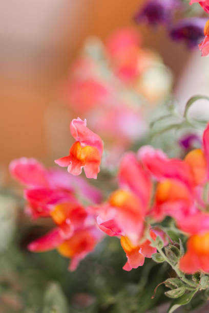 istock Colorful Springtime Flowers in Waco, Texas 936685704