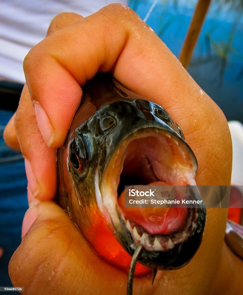 Nhìn Vào Miệng Một Con Cá Piranha Hình ảnh Sẵn có - Tải xuống Hình ...