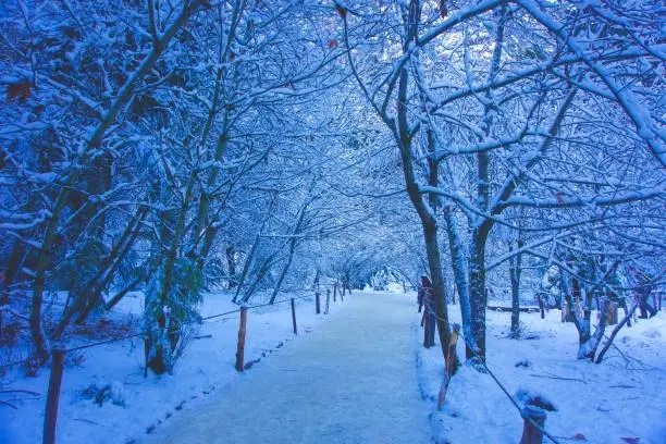 Photo of snowy tree-lined path