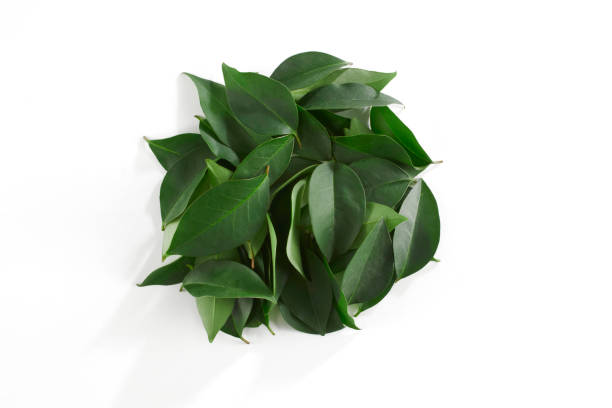чайные листья - large leaf стоковые фото и изображения