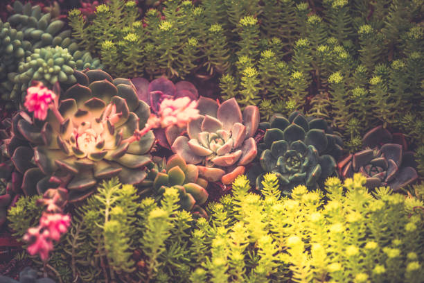 istock Close up of succulent plants, background or texture 936693644