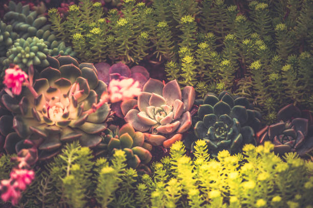 istock Close up of succulent plants, background or texture 936693674